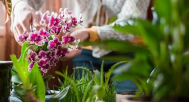 Spolehlivou pomocí je boj s pakomáry v orchidejích